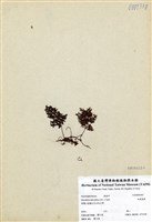 藏品(細葉蕗蕨)的圖片